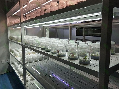 宜阳植物组织培养实验室设计建设方案